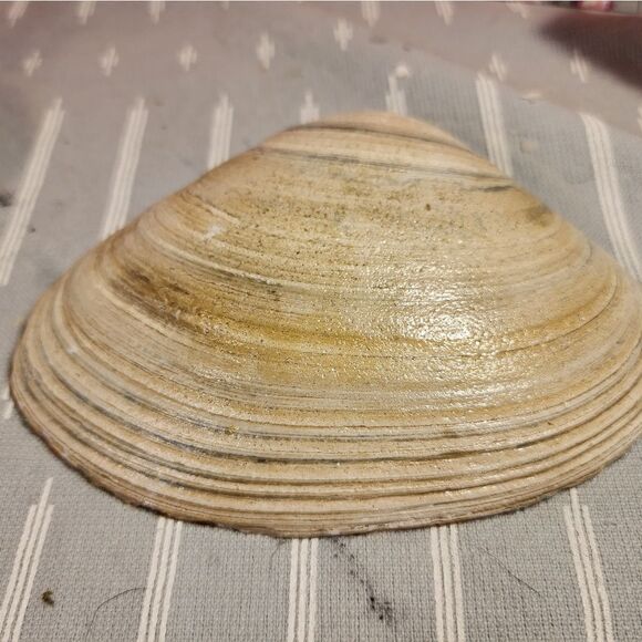 DECOUPAGE CLAM SHELL DECOUPAGE APPLES ON A CLAM SHELL TRINKET DISH - Picture 11 of 11